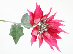 Ver Ficha de Pack 4 poinsetias rosas nevadas