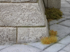 Matas de hierba estática con flores 10 mm. (45 UNI.)