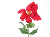 Poinsettia roja - Flor de Pascua