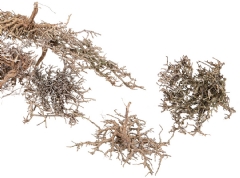 Arbusto - ramas secas surtidas (Caja 4/5 UNI.)